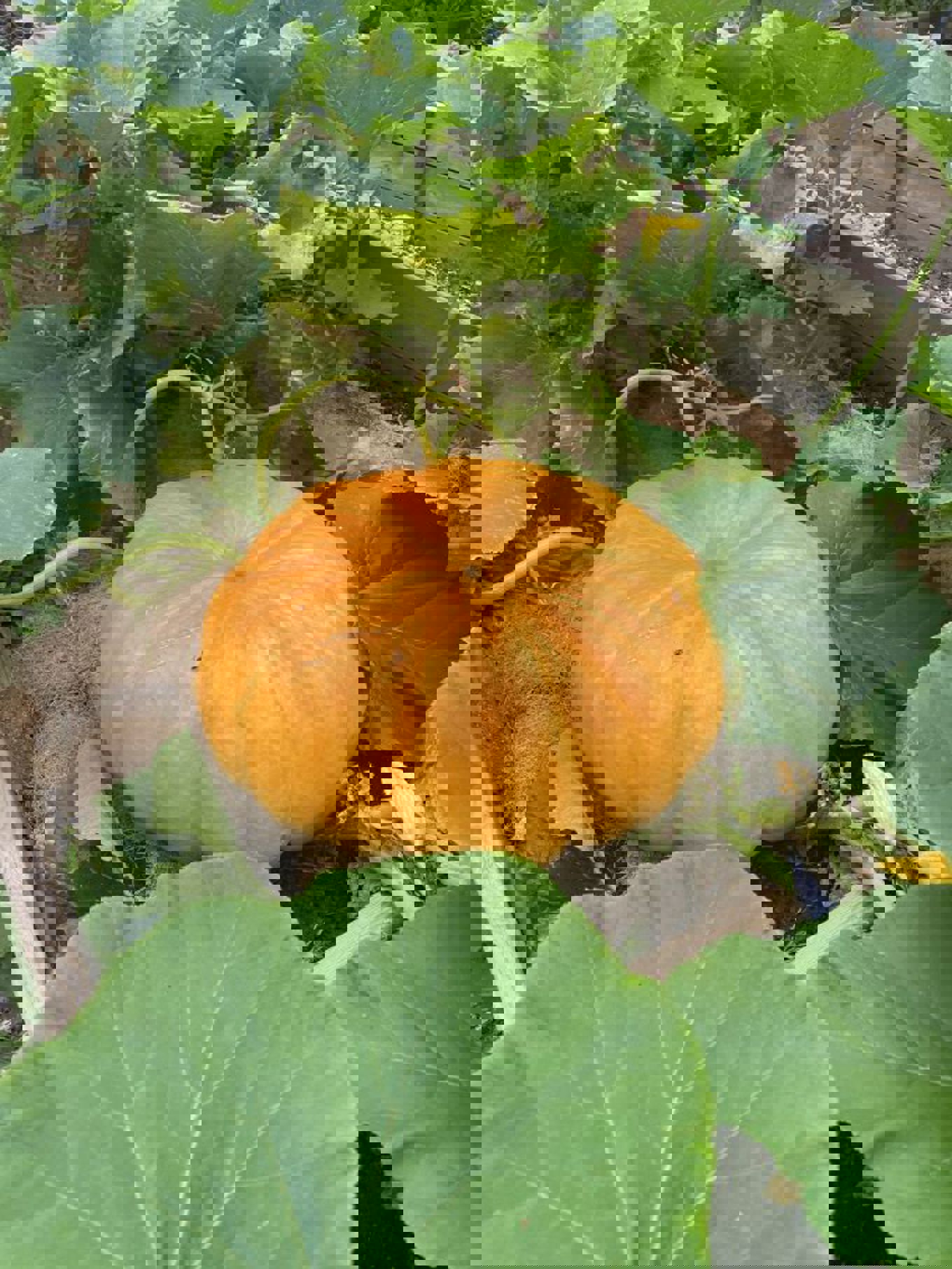 Et gresskar i en hage Et gresskar i en hage